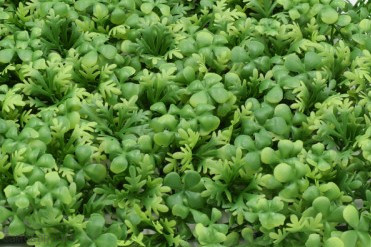 Вставка в букет самшит + укроп 10 шт. зелень искусственная Вставка в букет самшит + укроп 10 шт. зелень искусственная