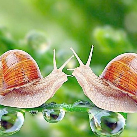 Фильтрат секреции улиток Фильтрат секреции улиток