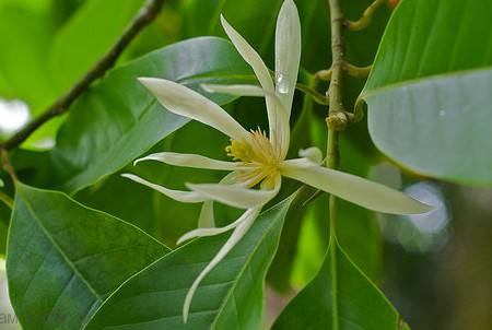 Сандал отдушка косметическая UKR Сандал отдушка косметическая UKR