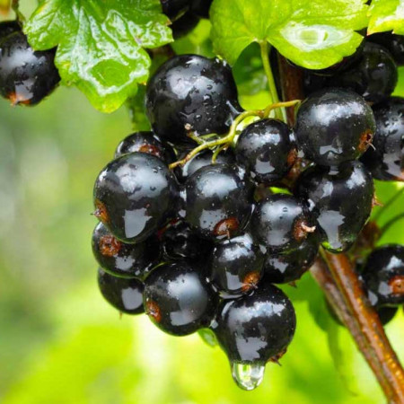 Смородиновый куст отдушка F Смородиновый куст отдушка F