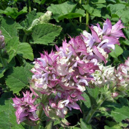 Шалфея мускатного гидролат Шалфея мускатного гидролат