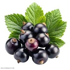 Черная смородина Отдушка R - 