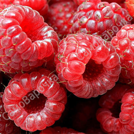 Малина Отдушка R