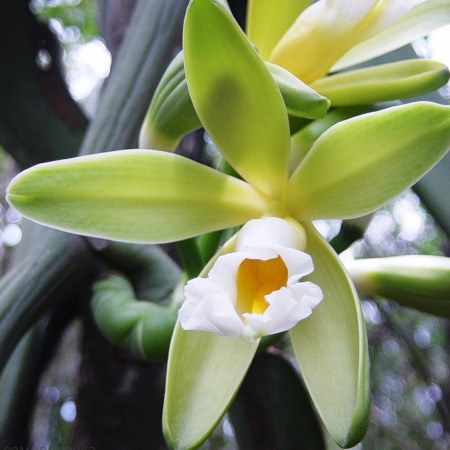 Ваниль цветочная отдушка F Ваниль цветочная отдушка F