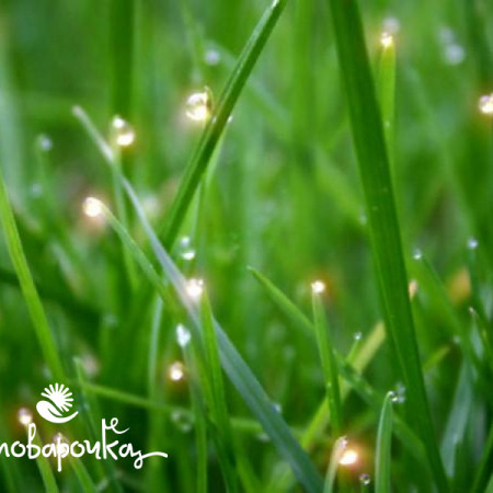 Sabila Отдушка косметическая UKR Sabila Отдушка косметическая UKR