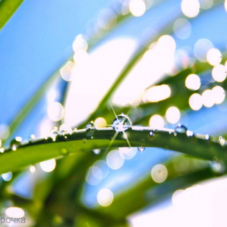 Утренняя Свежесть отдушка F Утренняя Свежесть отдушка F