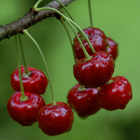 Вишня отдушка косметическая F