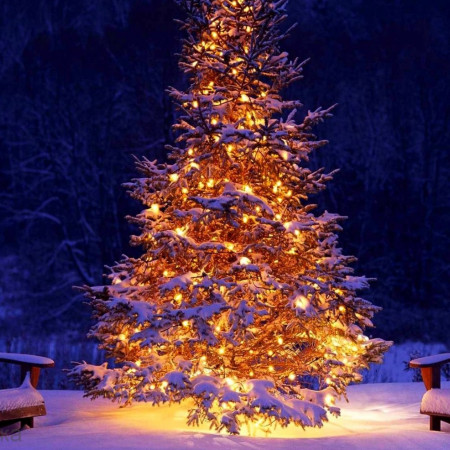 Новогодняя Елка отдушка косметическая F Новогодняя Елка отдушка косметическая F