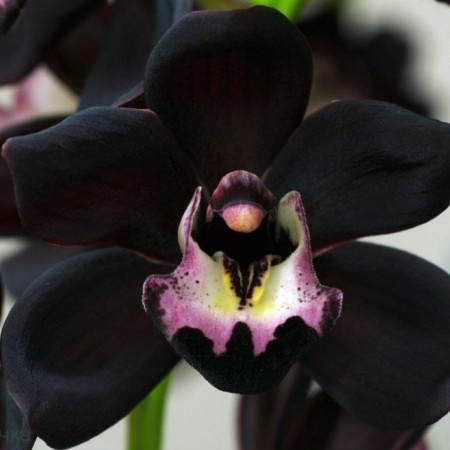 Орхидея Отдушка ENG Орхидея Отдушка ENG