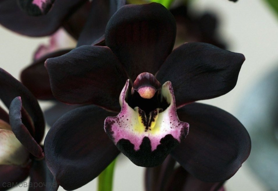 Орхидея Отдушка ENG - 