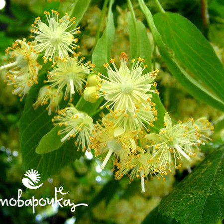 Липовый цвет Отдушка UKR Липовый цвет Отдушка UKR