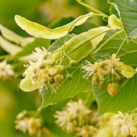 Цветы Липы отдушка F Цветы Липы отдушка F