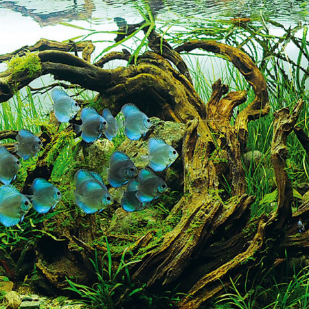 Черные водоросли отдушка F Черные водоросли отдушка F