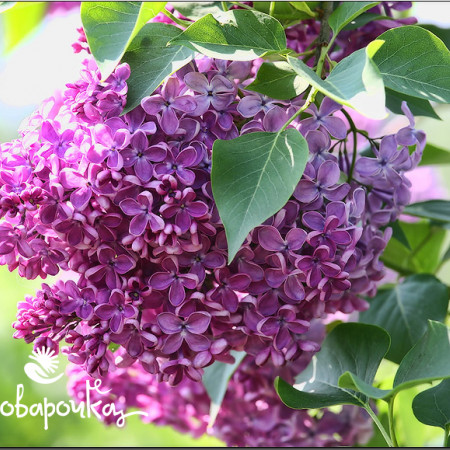 Сирень французская Отдушка UKR Сирень французская Отдушка UKR