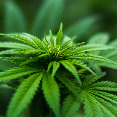 Каннабис отдушка F Каннабис отдушка F