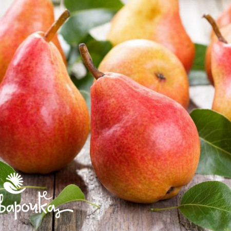 Груша Отдушка UKR Груша Отдушка UKR