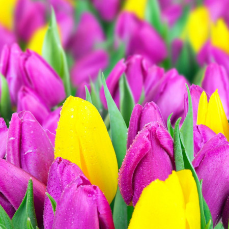 Тюльпан отдушка F