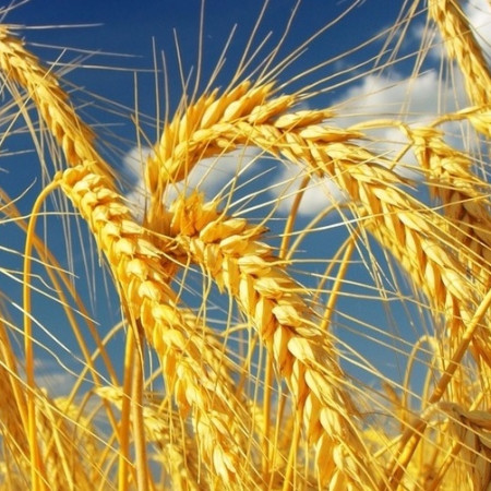 Протеины пшеницы  Протеины пшеницы