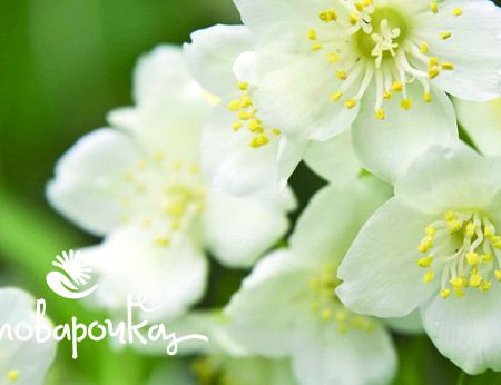  Жасмин египетский Отдушка UKR