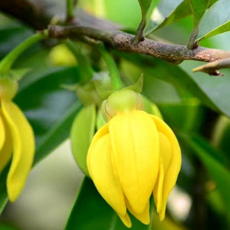 Иланг-Иланг гидролат Иланг-Иланг гидролат