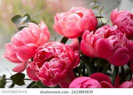 Пион Отдушка R - 