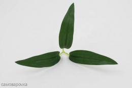 Лист тюльпана тройной 10 шт. Лист тюльпана тройной 10 шт.