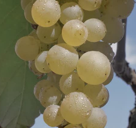 Мускат отдушка для свечей F Мускат отдушка для свечей F