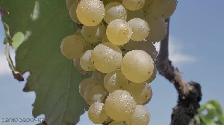 Мускат отдушка для свечей F - 