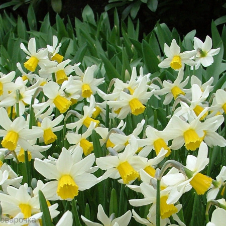Нарцисс отдушка UKR Нарцисс отдушка UKR