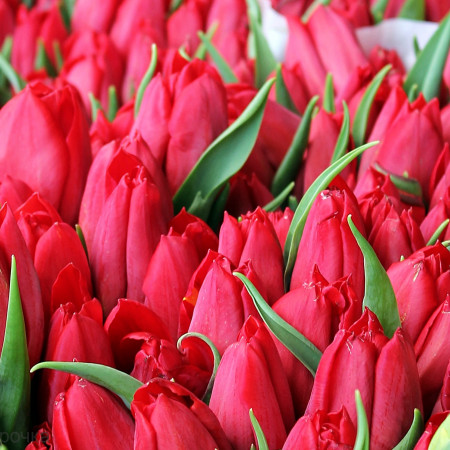 Тюльпан отдушка UKR