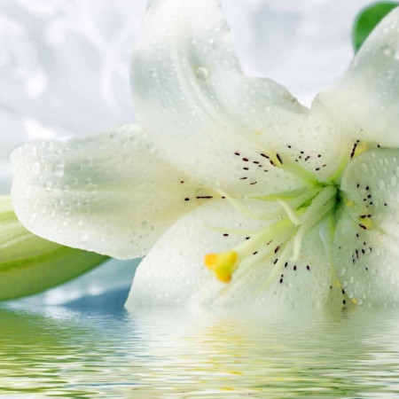 Лилия отдушка F Лилия отдушка F