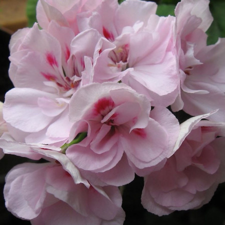 Герань и Роза отдушка F Герань и Роза отдушка F