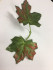 Листья клена зелень искусственная (10 шт) - 