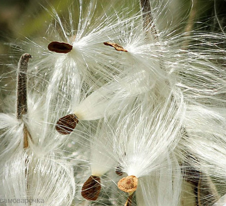 Протеины шелка (гидролиз 20%) Протеины шелка (гидролиз 20%)